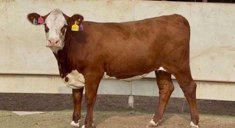 Bred Hereford Heifer