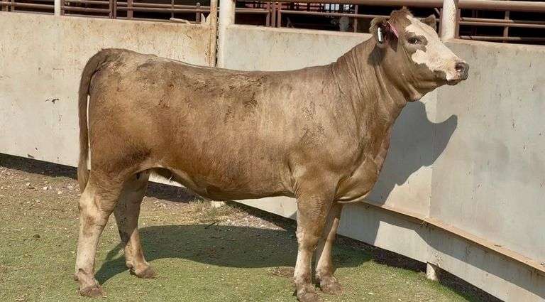 Bred Simmental Charolais Cross Heifer