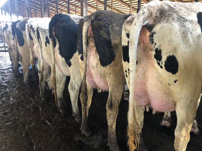 13 Fresh Holstein Heifers Avg 96#/Day (Sand Creek)