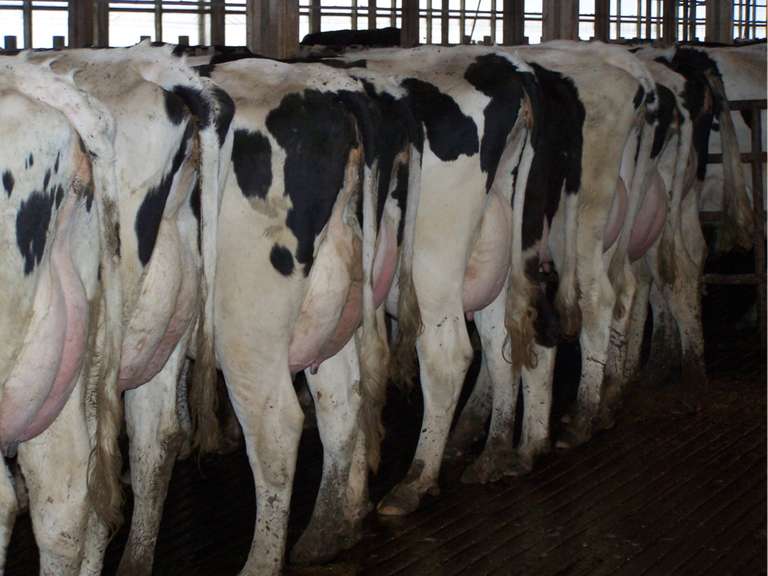 12 Fresh Holstein Heifers Avg 90#/Day (Pine Tree)