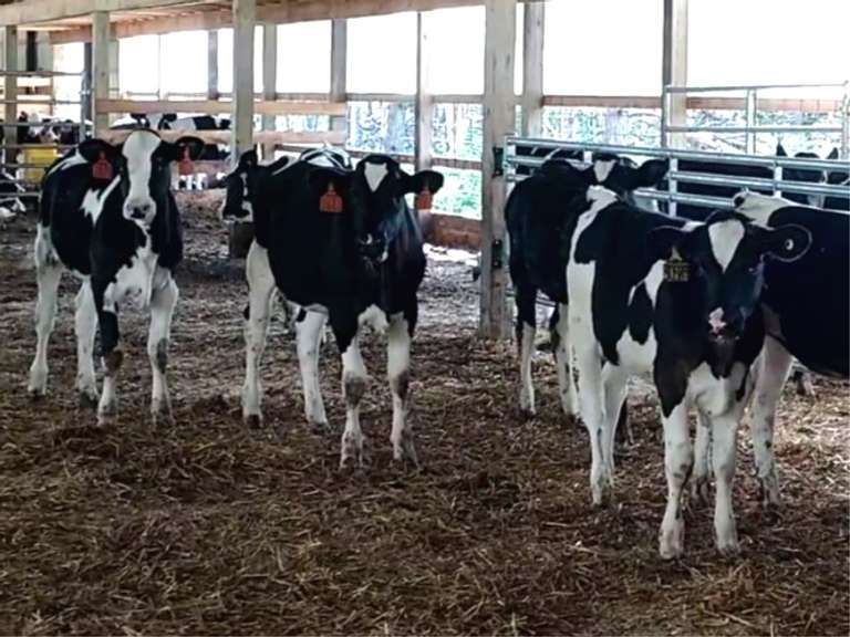 35 Holstein Heifers, Est Weight 525# (Shetler)