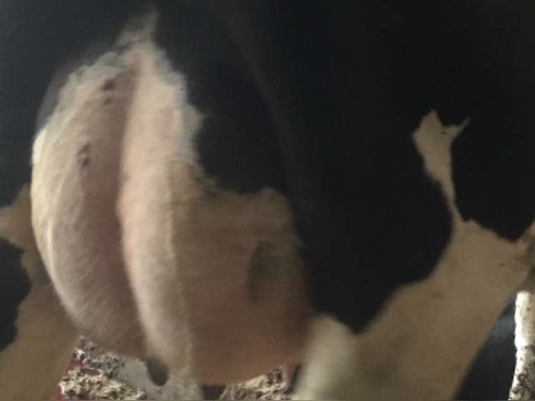 11 Fresh Holstein Heifers (David Acres)