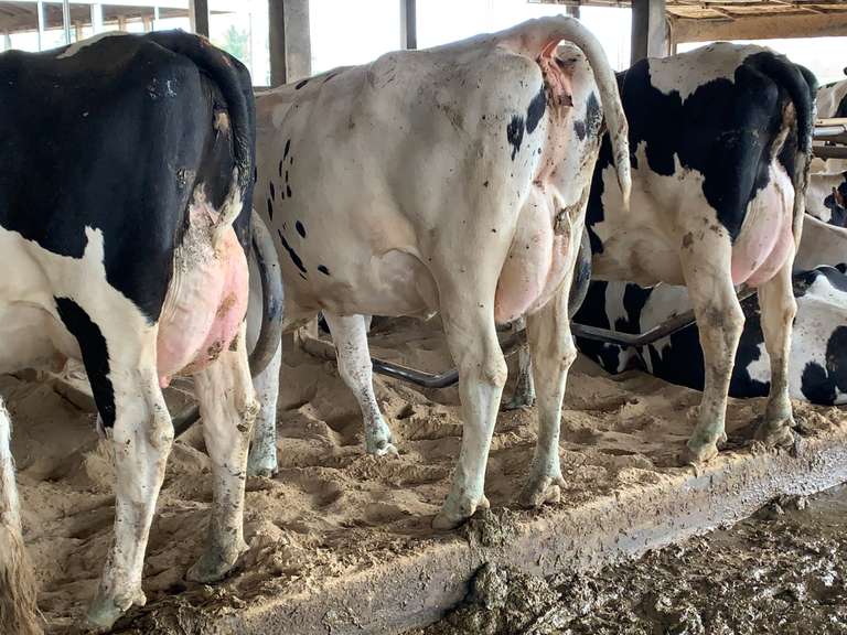 Pick 20 Fresh Heifers, Herd Avg 28K 4%Fat (van Rijn Dairy)