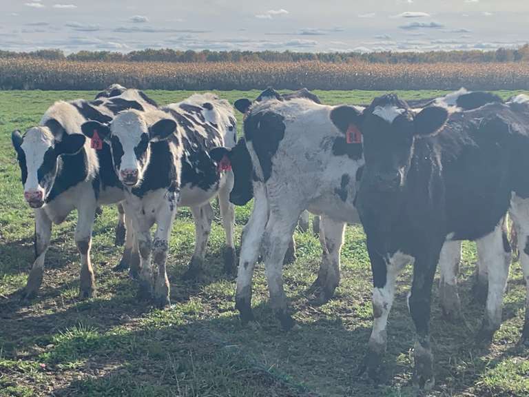 15 Yearling Holstein Heifers-Dairy Direct (Leslie)