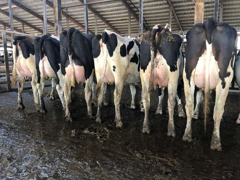 10 Fresh Holstein Heifers Avg 100#/Day (Sand Creek)