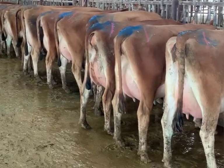 Potload Of Fresh Jersey Heifers (40-45 Head) - High Production Brown Cows