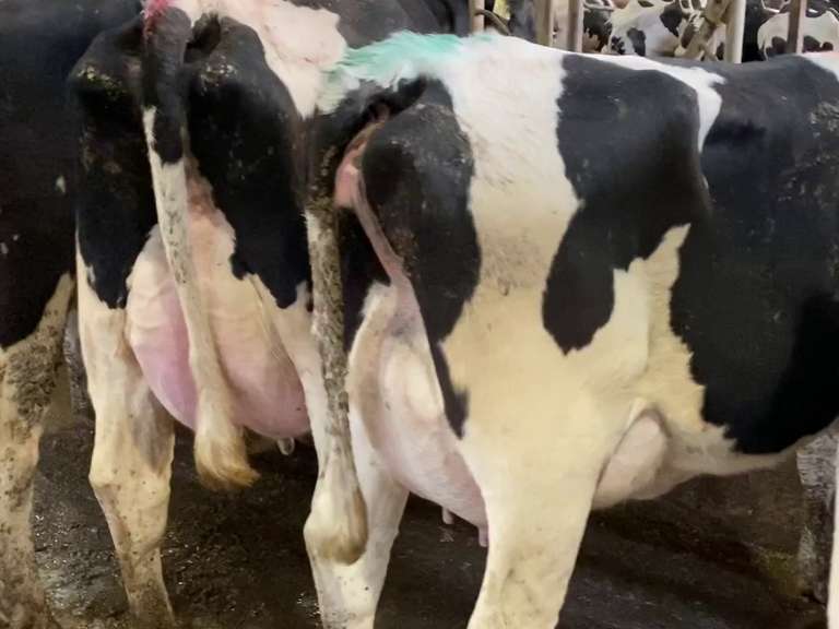 Potload Of Fresh Holstein Heifers (36-40 Head) - Buyer Satisfaction!