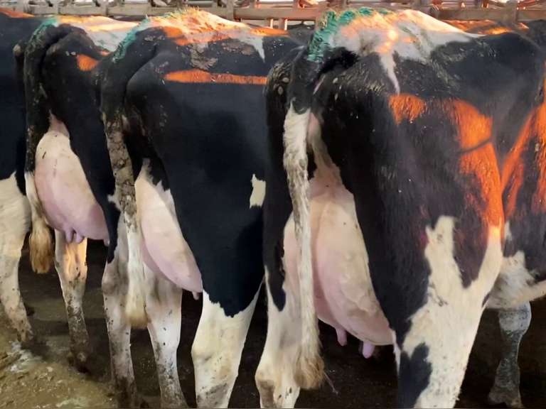 Potload Of Fresh Holstein Heifers (36-40 Head) - Repeat Buyers Each Time!