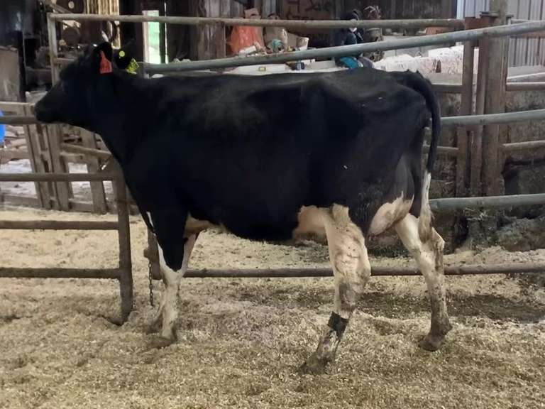 Fresh 3-20 Mkg 74# 4.3%F SCC-37K 1st Lact