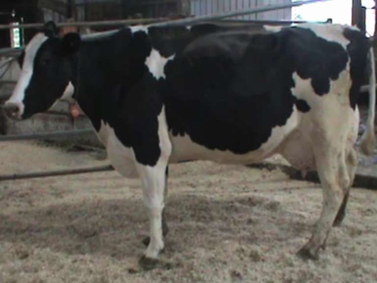 Fresh 10-27 Mkg 125# SCC-28K Preg 4 Months 3rd Lact (LRR)