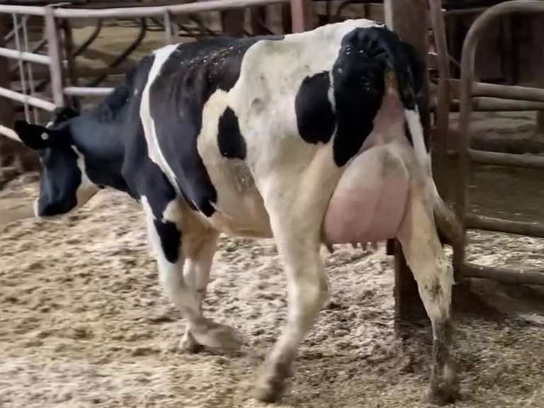 UPDATE: Fresh 1-14 Mkg 92# 1st Lact (Ear Tag #6183)