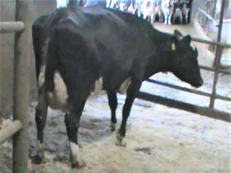 Fresh 9-9 Mkg 92# SCC-13K Due 10-30 3rd Lact (Light RF)