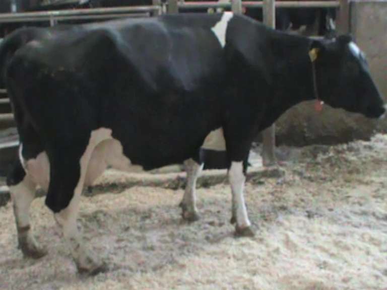 Dry & Dry Treated Due 6-16 w/ 4th Calf  (3/4 RR, Swollen Hock)