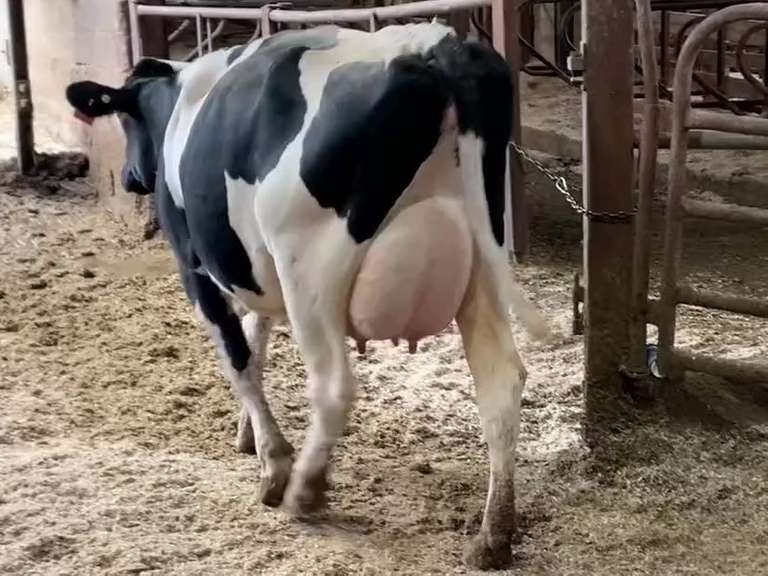 Fresh 9-28 Mkg 74# SCC-34K Due 9-28 1st Lact