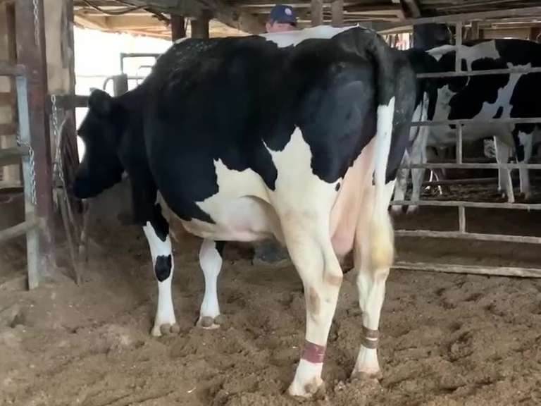 Dry & Dry Treated Due 5-1 w/ 3rd Calf