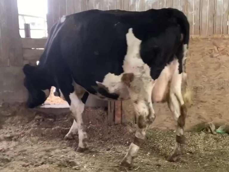 Dry & Dry Treated Due 5-12 w/ 3rd Calf