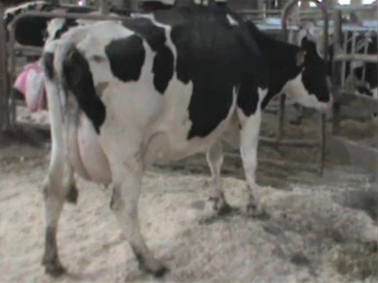 Fresh 12-4 Mkg 59# 4.6%Fat SCC-13K 2nd Lact