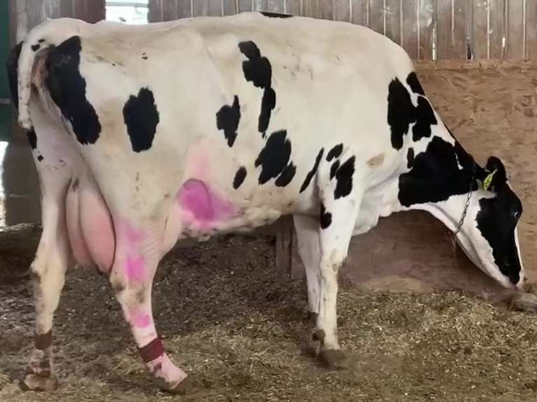 Dry & Dry Treated Due 6-8 w/ 5th Calf