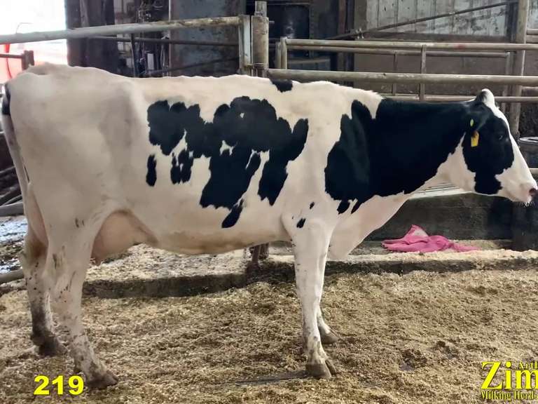 UPDATE: Dry & Dry Treated Due 6-26 Coming 2nd Calf