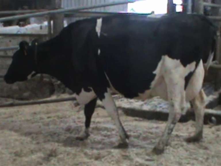 Fresh 7-27 Mkg 71# SCC-25K Due 7-26 3rd Lact