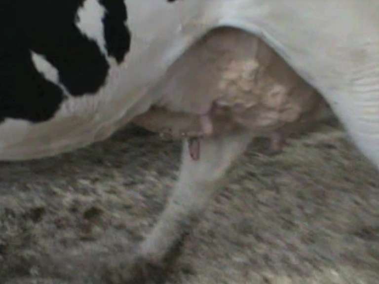 Fresh 8-3 Mkg 95# SCC-297K Due 7-14 2nd Lact (3/4-LF)