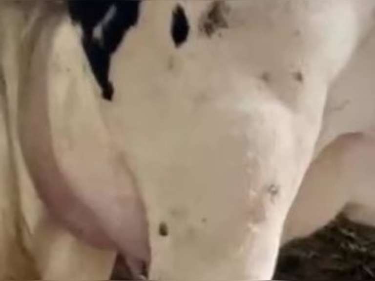 Dry & Dry Treated Due 6-19 w/ 2nd Lact