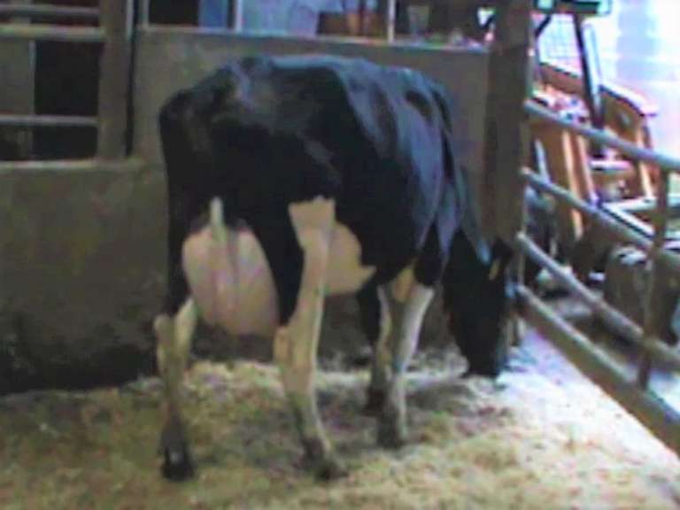 Fresh 12-17 Mkg 113# SCC-15K Due 11-22 3rd Lact (Slight LLR & Lame LRF)