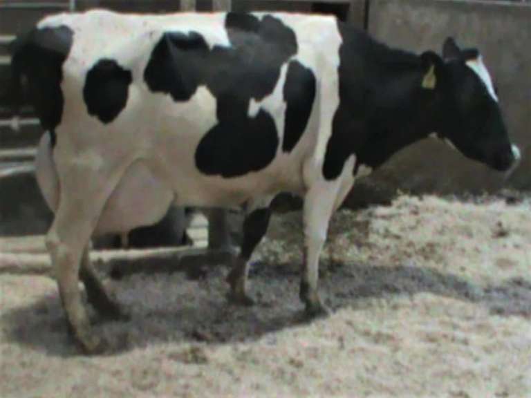 Fresh 8-10 Mkg 80# SCC-88# Due in Aug 2nd Lact