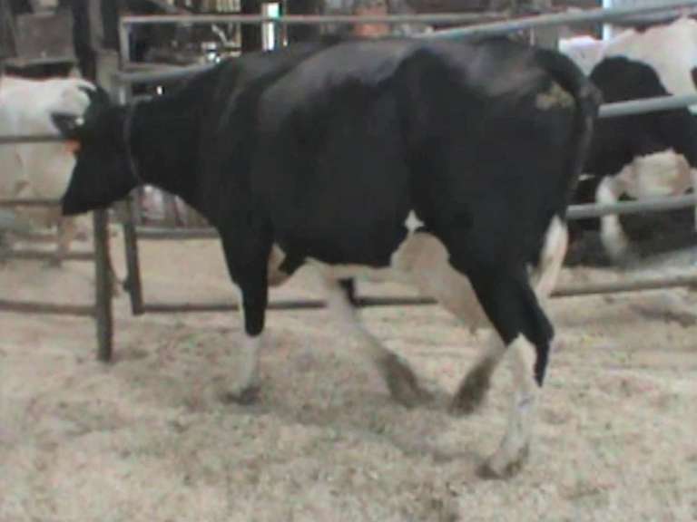 Fresh 10-30 Mkg 122# SCC-20K Due 12-24 3rd Lact