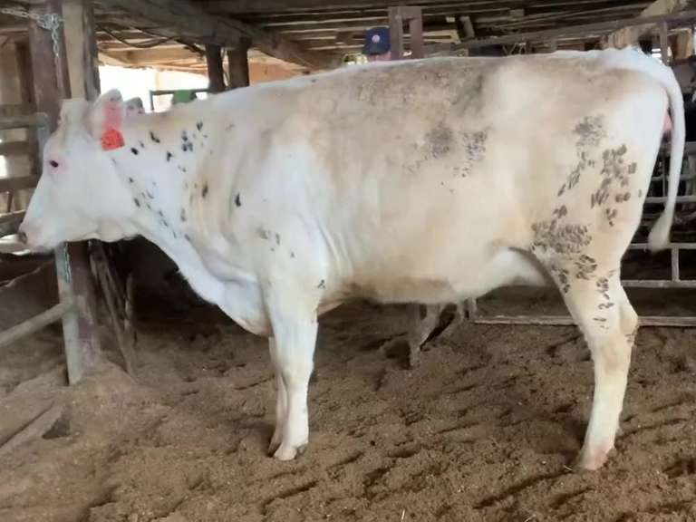 Bred Heifer Preg 7 Months