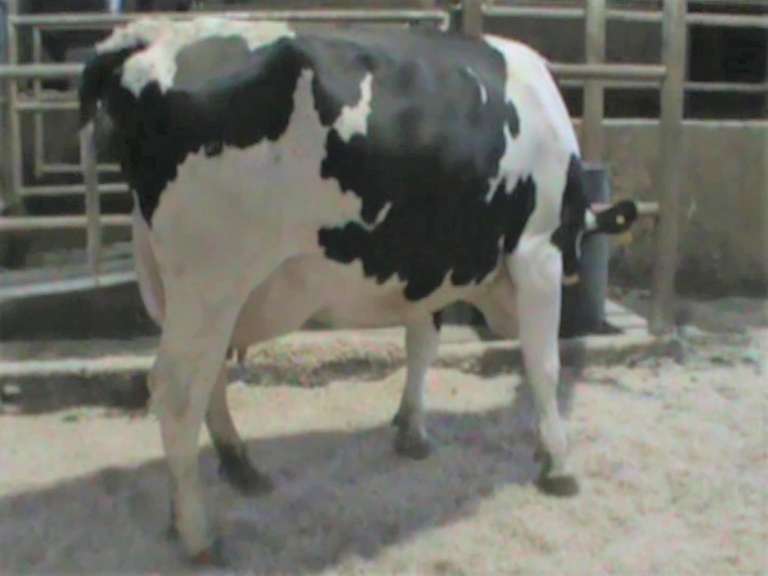 Fresh 1-21 Mkg 119# 4.1%F SCC-25K Due 12-7 6th Lact (4.1%Fat)