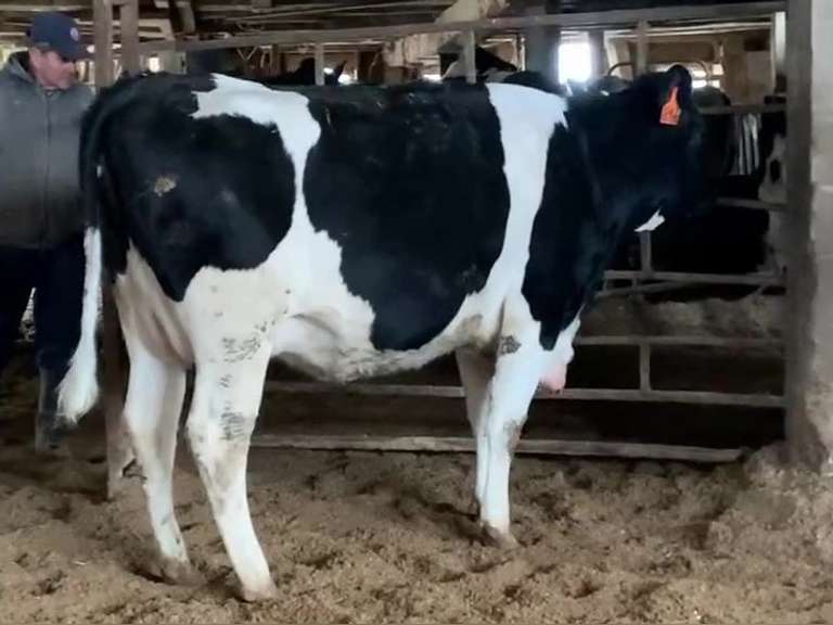 Bred Heifer Preg 6 Months