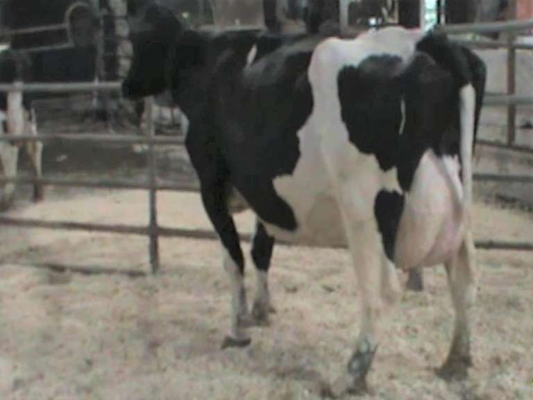 Fresh 10-24 Mkg 65# 5.3%Fat SCC-69K Due 10-5 3rd Lact