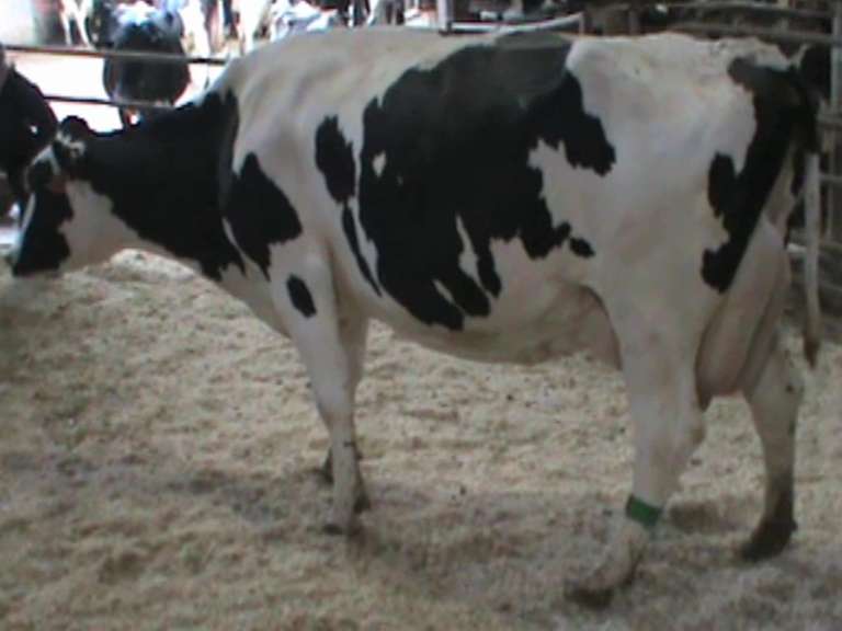 Fresh 8-3 Mkg 95# SCC-297K Due 7-14 2nd Lact (3/4-LF)