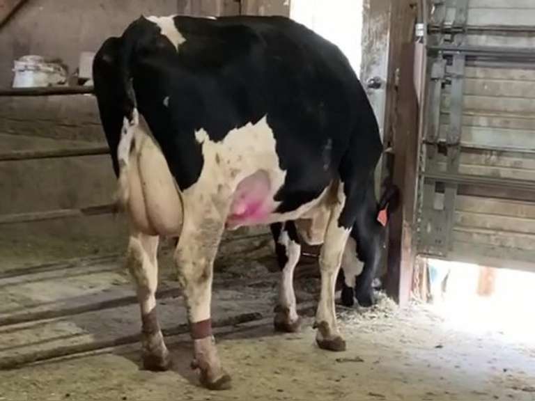 Dry & Dry Treated Due 6-6 w/ 3rd Calf