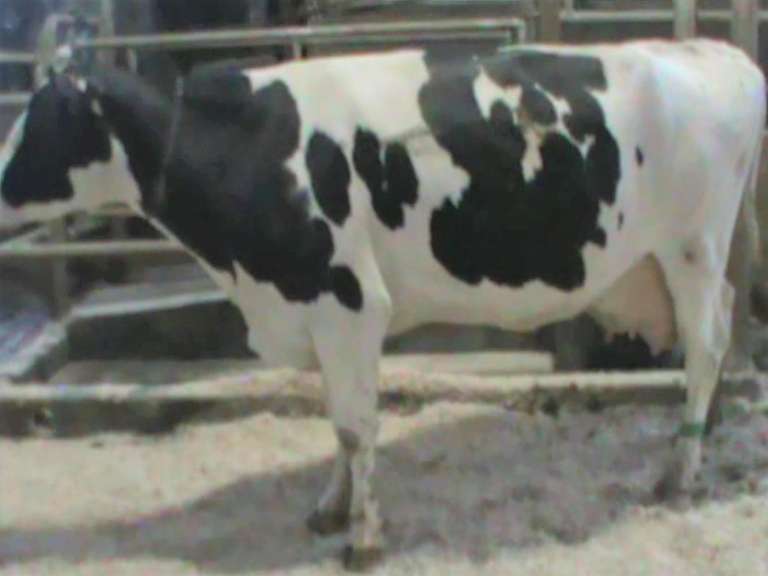 Dry & Dry Treated Due 6-28 w/ 4th Calf (3/4 LF)