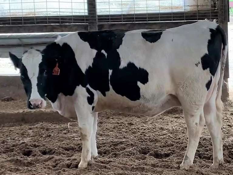 UPDATE Fresh 4-28 1st Lact