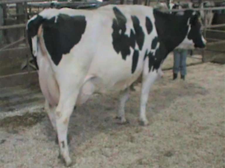 Fresh 10-7 Mkg 95# 4.5%F SCC-503K Due 9-25 5th Lact