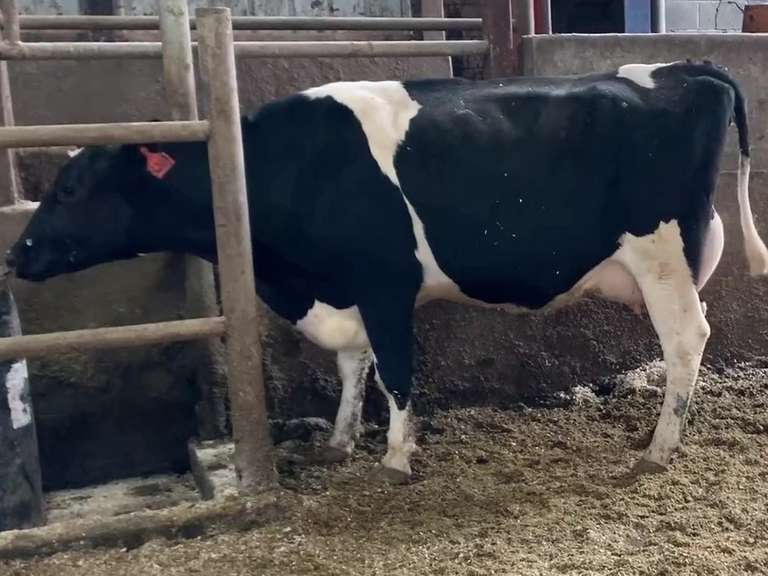 Fresh 7-14 Mkg 62# 4.1%F SCC-119K UPDATE: Due 7-16 1st Lact