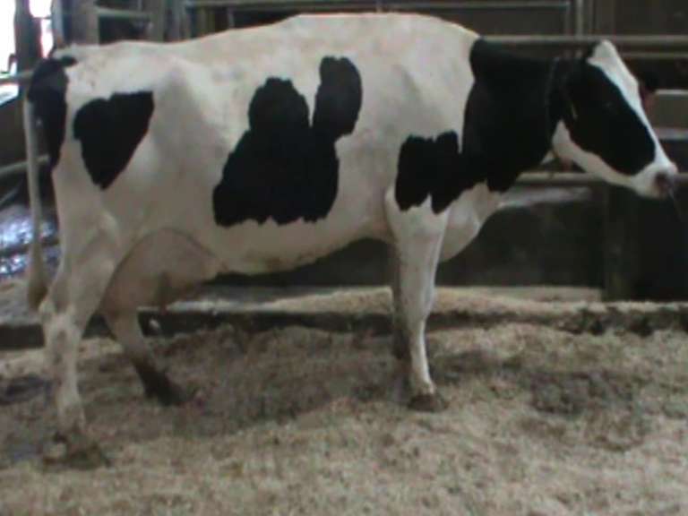 Fresh 9-11 Mkg 98# SCC-58K Due 8-3 3rd Lact (3/4-RF)