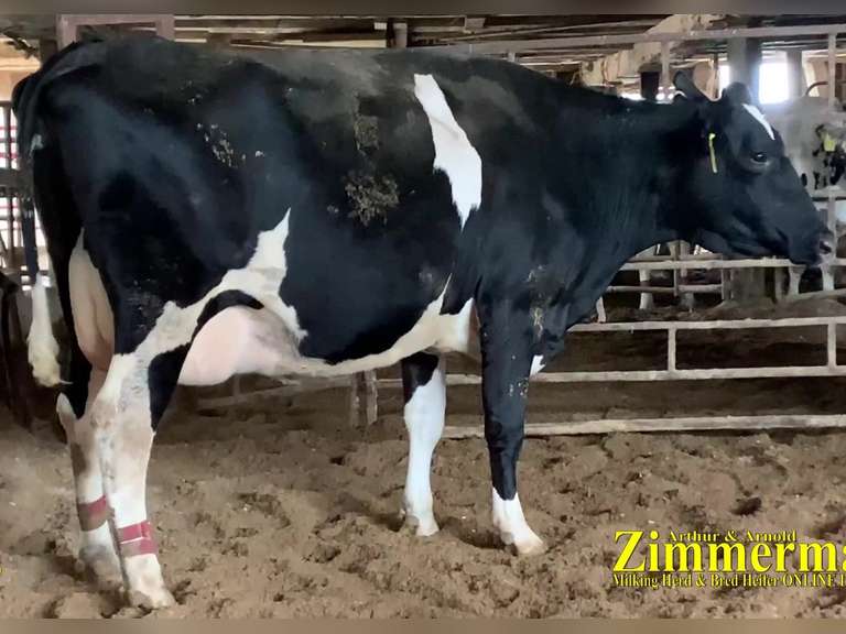 Dry & Dry Treated Due 6-1 w/ 2nd Calf (3/4 RR)