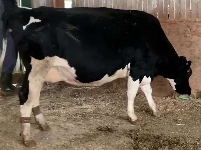 Dry & Dry Treated Due 5-9 w/ 3rd Calf