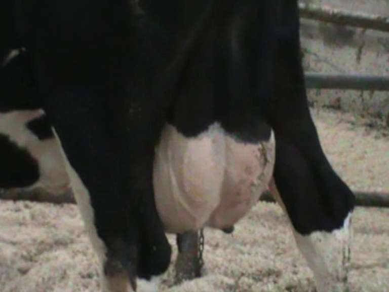 Dry & Dry Treated Due 6-16 w/ 4th Calf  (3/4 RR, Swollen Hock)