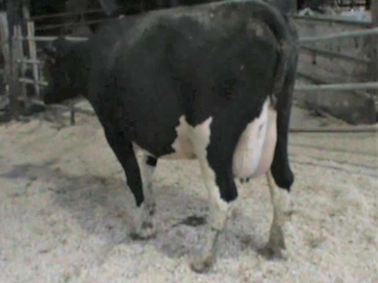 Fresh 7-10 Mkg 79# SCC-138K Due 9-22 4th Lact