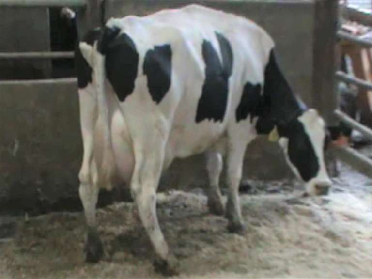Fresh 9-11 Mkg 98# SCC-58K Due 8-3 3rd Lact (3/4-RF)
