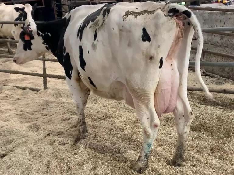 Dry & Dry Treated Due 6-28 w/ 2nd Calf