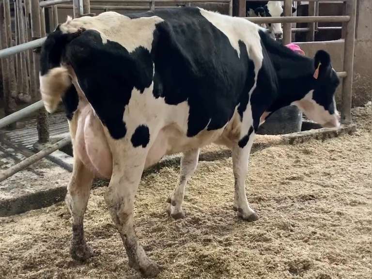 Fresh 5-10-19 Mkg 62# 5.2%F SCC-82K Due 7-30 1st Lact (Swollen Hocks)