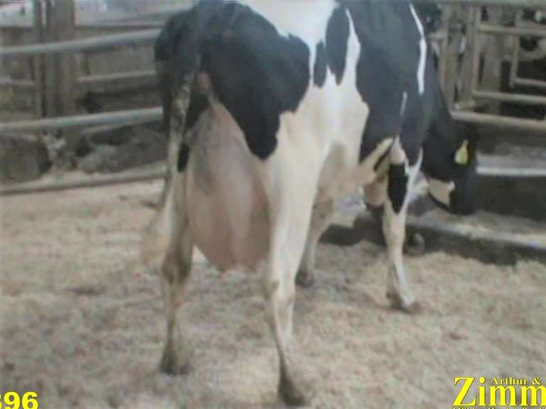 Fresh 10-17 Preg 5 Months 2nd Lact