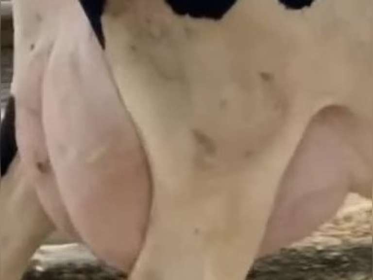 Fresh 12-21 Mkg 158# SCC-19 Due 12-17(High Cow In The Herd!)