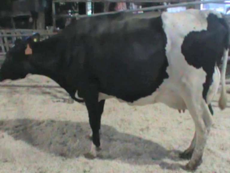 Fresh 10-15 Mkg 113# SCC-90K Due 9-10 2nd Lact